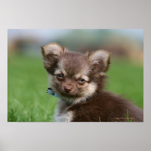 Longhaired Chihuahua Puppy Looking at Camera Poster (Front)