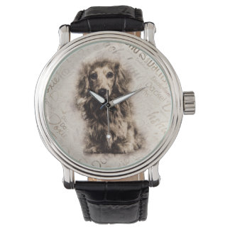 Longhaired Dachshund dog Watch