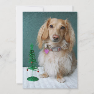 Longhaired dachshund sitting on a wicker table invitation