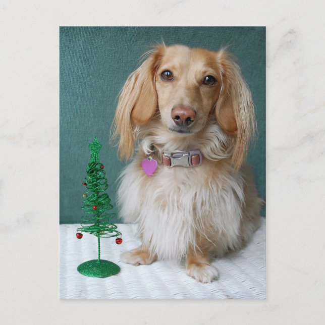 Longhaired dachshund sitting on a wicker table postcard (Front)