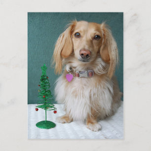Longhaired dachshund sitting on a wicker table postcard