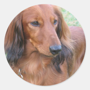 Longhaired Dachshund Sticker