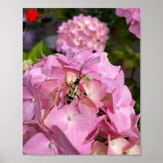 Longhorn beetle on pink Hydrangea Poster (Front)