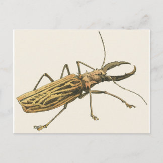 Longhorn Beetle Postcard