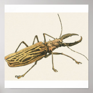 Longhorn Beetle Poster