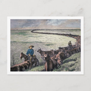 Longhorn cattle drive from Texas to Abilene, Kansa Postcard