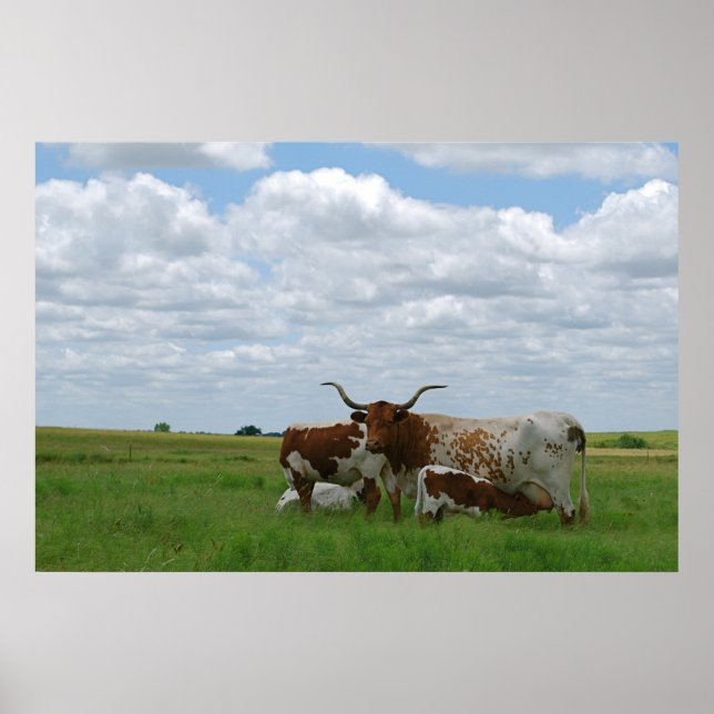 Longhorn Cattle in Kansas Poster (Front)