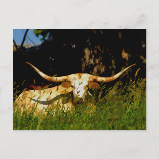 Longhorn cattle postcard (Front)