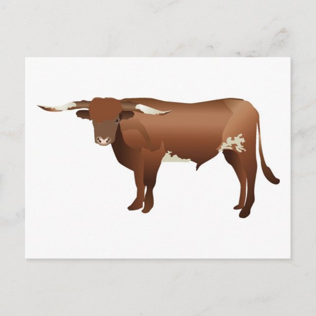 Longhorn Cattle Postcard (Front)