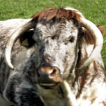 LONGHORN COW   BELT BUCKLE<br><div class="desc">A photographic design of an English Longhorn cow a brown and white breed of beef cattle.</div>