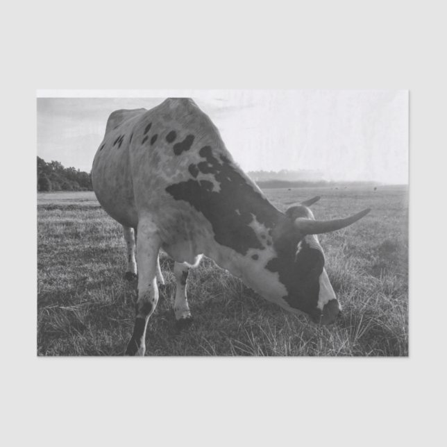 Longhorn Cow Black and White Photo Print Decoupage Tissue Paper (Front)