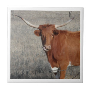 Longhorn Cow Licking Her Nose Tile