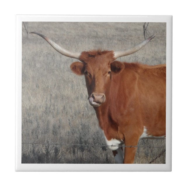 Longhorn Cow Licking Her Nose Tile (Front)