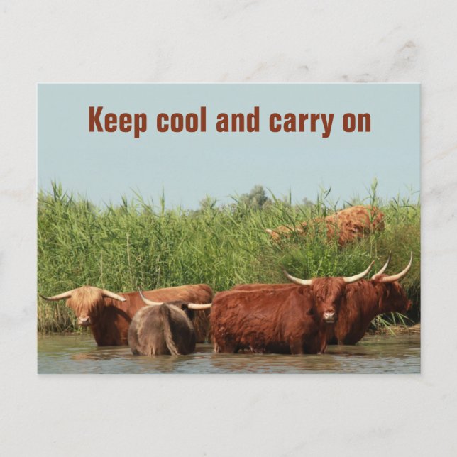 Longhorn cows keeping cool and carrying on postcard (Front)