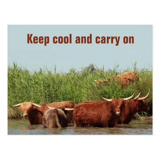 Longhorn cows keeping cool and carrying on postcard