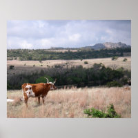 Longhorn in Wichita Mountains Wildlife Refuge