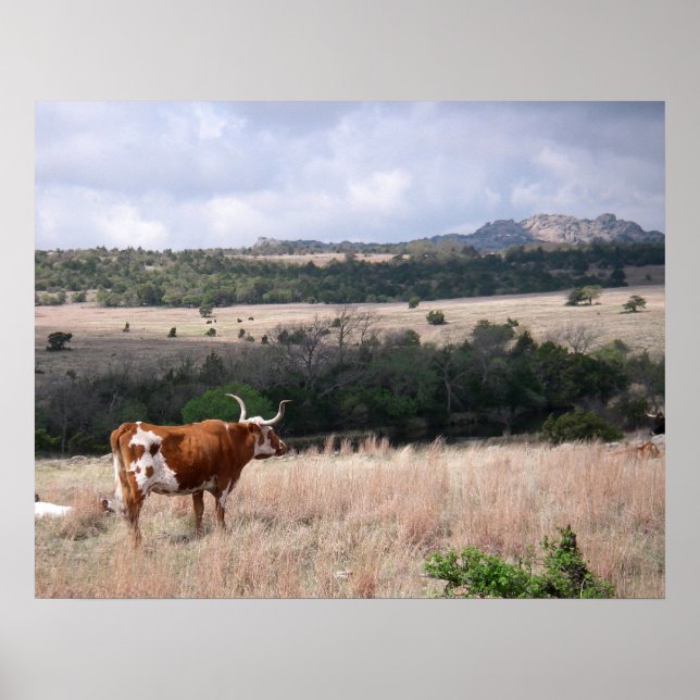 Longhorn in Wichita Mountains Wildlife Refuge Poster (Front)