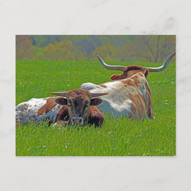 Longhorn Postcard (Front)