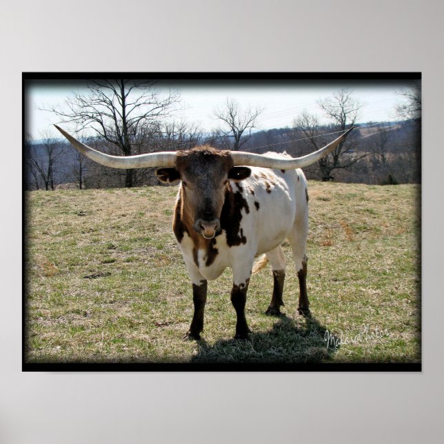 Longhorn Steer {2} -choose size & canvas Poster (Front)