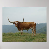 Longhorn Steer in the Ozarks- choose size & canvas