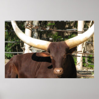 Longhorn Steer Poster