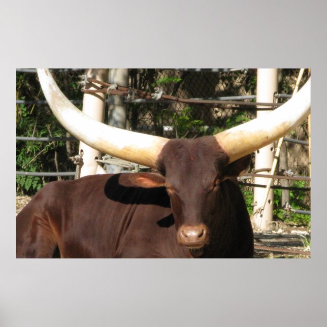 Longhorn Steer Poster (Front)