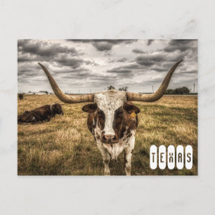 Longhorn Texas Postcard