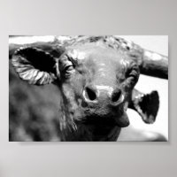 Longhorn Up Close