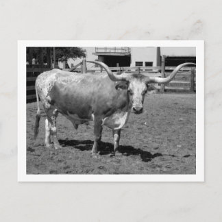 Longhorns are Friends, Not Food (B&W) Postcard