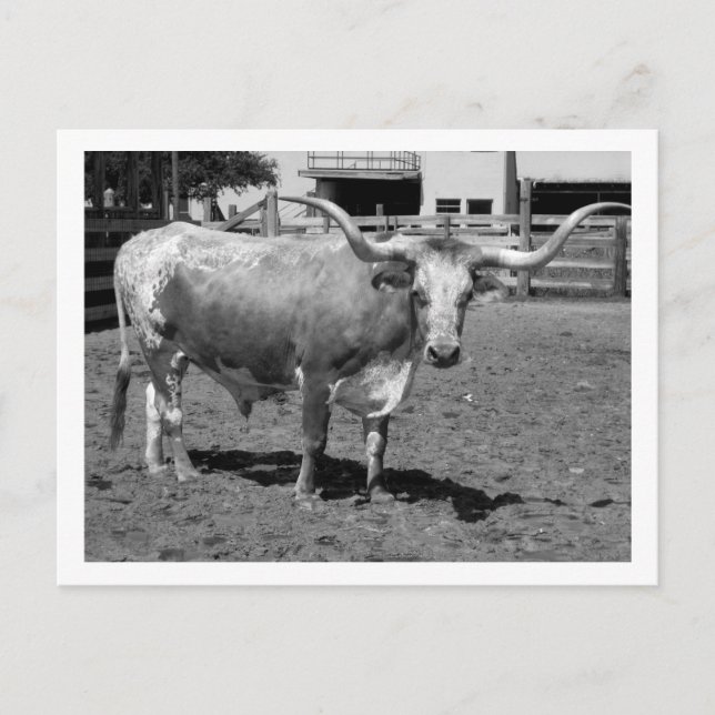 Longhorns are Friends, Not Food (B&W) Postcard (Front)