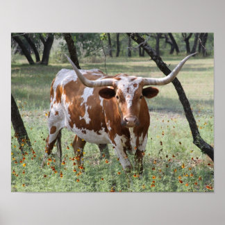 Longhorns Poster