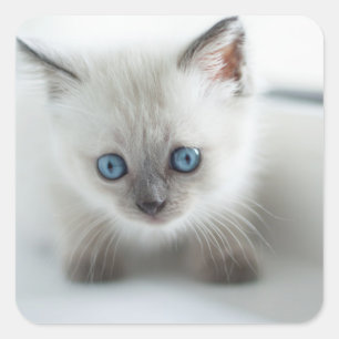 Longing for you: Lost white Kitten with blue Eyes Square Sticker
