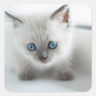 Longing for you: Lost white Kitten with blue Eyes Square Sticker