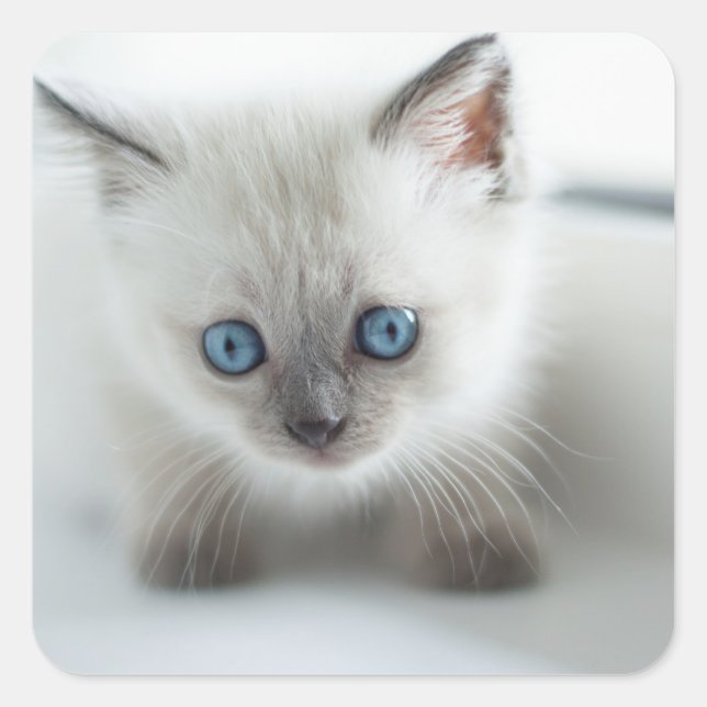 Longing for you: Lost white Kitten with blue Eyes Square Sticker (Front)