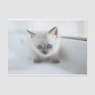 Longing for you: Lost white Kitten with blue Eyes Tissue Paper