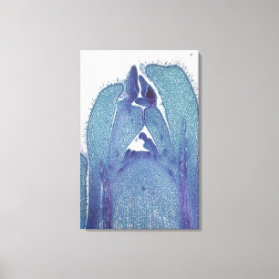 Longitudinal-section of a Maple (Acer) stem tip me Canvas Print