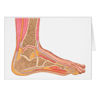 Longitudinal Section Of Human Foot