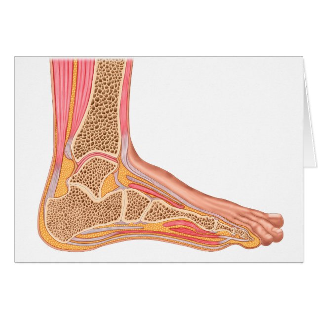 Longitudinal Section Of Human Foot (Front Horizontal)