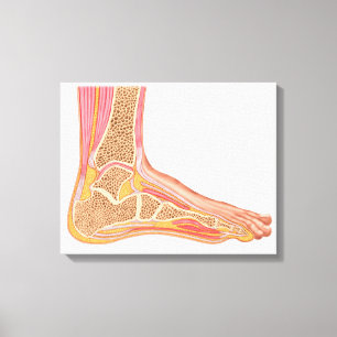 Longitudinal Section Of Human Foot Canvas Print