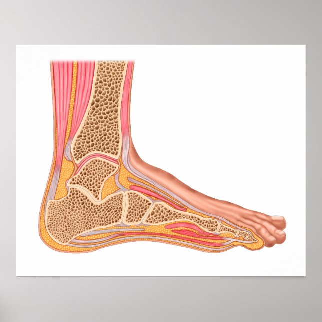Longitudinal Section Of Human Foot Poster (Front)