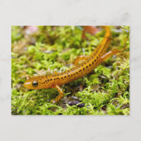 Longtail salamander