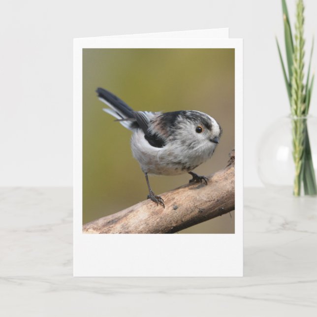 Longtailed tit. card (Front)