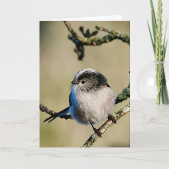 Longtailed tit in Scotland. Card (Front)
