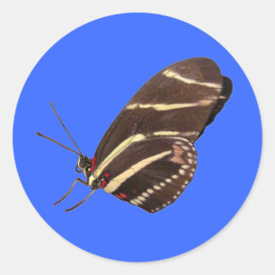 Longwing Zebra Butterfly of Florida Classic Round Sticker