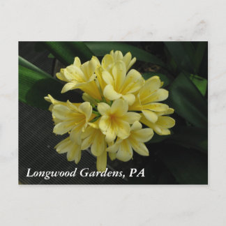 Longwood Gardens, PA Postcard