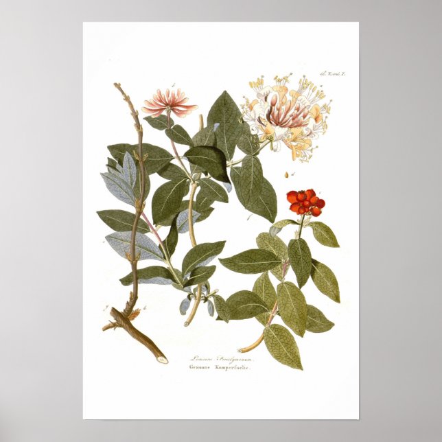 Lonicera periclymenum (Honeysuckle) Poster (Front)