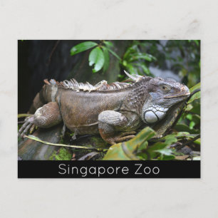 Look at Me Lizard Singapore Zoo Holiday Postcard