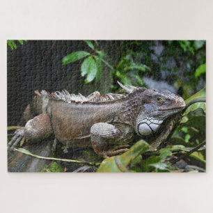 Look at Me Lizard Singapore Zoo Jigsaw Puzzle