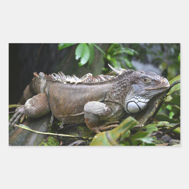 Look at Me Lizard Singapore Zoo Rectangular Sticker (Front)