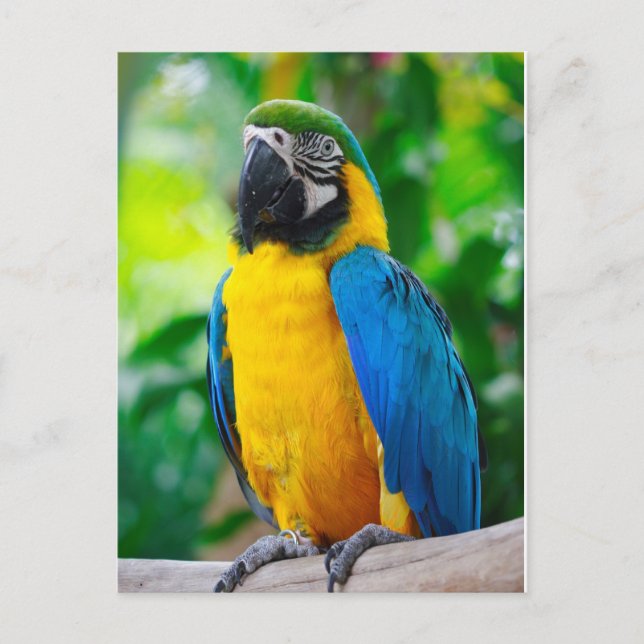 Look at me postcard (Front)